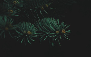 Green flowers yellow centers black - yellow center free wallpaper