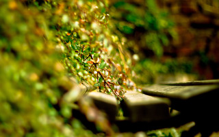 Bench plant bokeh christmas aurora - a plant free wallpaper