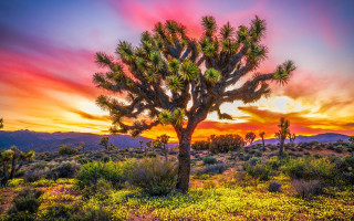 Cactus tree sunset clouds nature - darrell riche free wallpaper