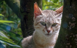 Sad cat in tree depth - neoplasticism free wallpaper