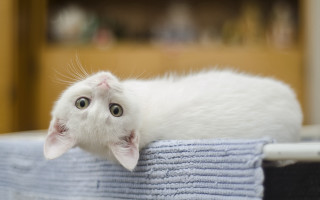 White kitten towels table door - a table next free wallpaper