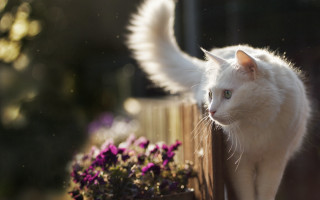 White cat wings fence flowers - a window sill free wallpaper