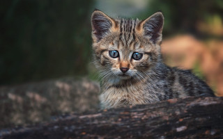 Small kitten blue eyes log - a small kitten free wallpaper