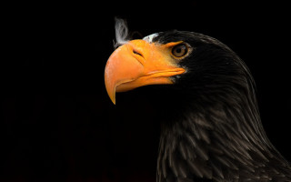 Bird prey yellow beak black - a yellow beak free wallpaper