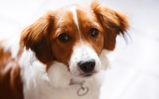 Dog collar closeup brown white - a close up of a dog free wallpaper