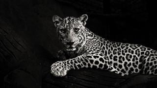 Black white leopard branch dark - sumatraism free wallpaper