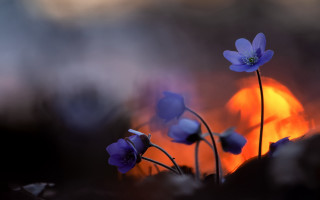 Blue rose sunset flower macro - a sunset in the background free wallpaper