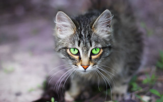 Cat green eyes macro bokeh - a blurry background behind free wallpaper