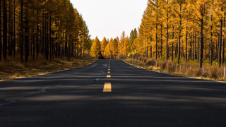 Road trees yellow trees city - an zhengwen free wallpaper