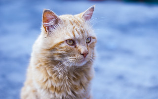 Sad cat on ground looking - carlos catasse free wallpaper for desktop