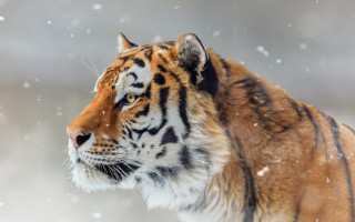 Tiger snow shiba inu digital - a tiger free wallpaper