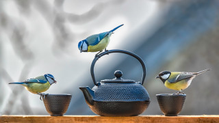 Birds tea kettles teapot animals - three bird free wallpaper