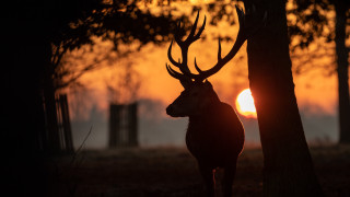 Deer forest sunset backlit autumn - the middle of a forest free wallpaper