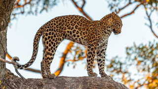 Leopard jaguar kemono forest bloom - a tree branch in a forest free wallpaper