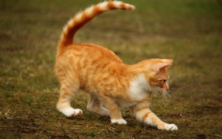 Cat field tree bird arabesque - action pose free wallpaper