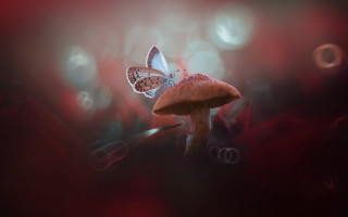 Butterfly mushroom field bubbles magic - grass free wallpaper