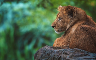 Lion cub forest stump wildlife - a portrait free wallpaper