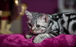 Serious cat pink blanket rococo - a serious look free wallpaper