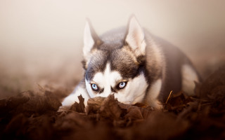 Husky blue eyes leaves serious - a husky dog free wallpaper