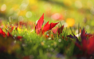 Red flower grass background bokeh - other flower free wallpaper