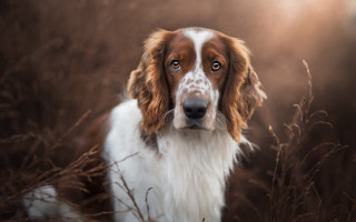 Dog tallgrass sunshine wideeyes portrait - tall grass free wallpaper