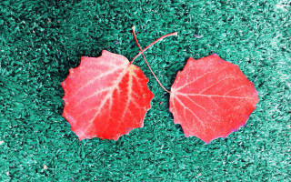 Red leaves green grass autumn - a green grass free wallpaper