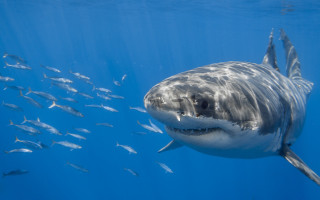 Great white shark school fish - great free wallpaper