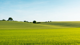 Green field trees sunny blue - a sunny day free wallpaper