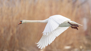 White swan flying dry grass - dry free wallpaper