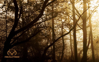 Forest sunshine autumn baretrees cherryblossoms - the bottom of the image free wallpaper