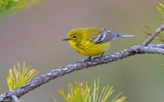 Yellow bird pine branch outdoors - the foreground and a blurry background free wallpaper