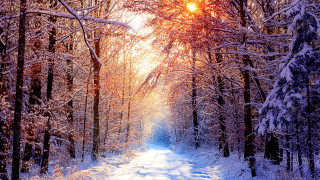 Snowy forest path autumn leaves - the side of the road free wallpaper