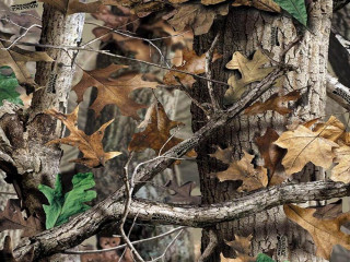 Tree leaves woods mossy birdhouse 2 - mossy free wallpaper