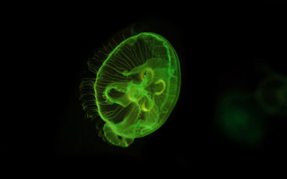 Green jellyfish bioluminescence hologram planet - bioluminescence free wallpaper