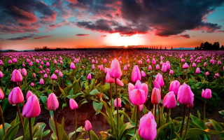 Pink flowers sunset clouds horizon - erin hanson free wallpaper