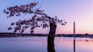 Flowering tree lake mountain sunset - alson s. clark free wallpaper
