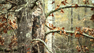 Tree birdhouse branches leaves trunk - hyperrealistic free wallpaper