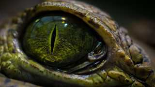 Green eye macro blurry depth - a black border free wallpaper