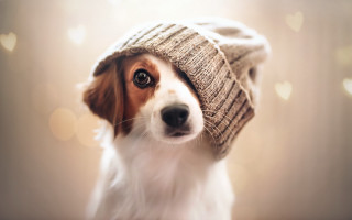 Dog hat hearts blurry photorealistic - heart free wallpaper