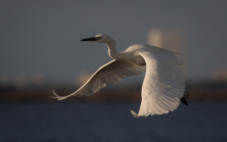 White bird over water city - over a body of water free wallpaper
