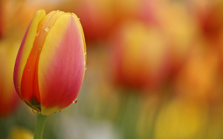 Flower water droplets macro shallow 2 - anne dunn free wallpaper