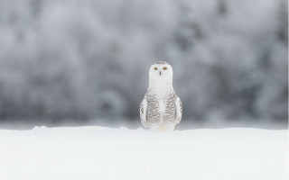 Snowy owl sitting snow blurry - the snow free wallpaper for desktop