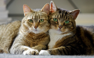 Cats symmetry opticalillusion blurry background - their eye free wallpaper