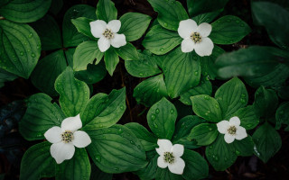 White flowers green leaves rainy - the petal free wallpaper