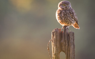 Small owl wooden post cactus - a small owl free wallpaper