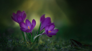Purple flower butterfly green field - a green field of grass free wallpaper