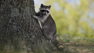 Raccoon climbing tree hug outdoors - a raccoon free wallpaper