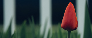 Red flower foreground blurry grass - a white fence free wallpaper