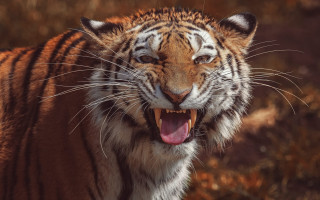 Tiger open mouth male wildlife - mouth wide open free wallpaper