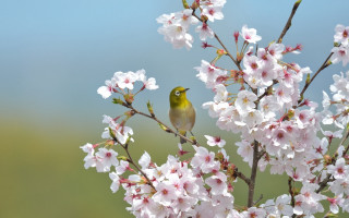 Bird branch whiteflowers greenleaves bluebackground - a branch of a tree free wallpaper